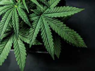 Cannabis leaves of a plant on a dark background. Picture: Yarygin