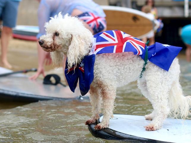 Treat your pets to a day on the water with the Man and His Dog SUP event kicking off for another year at Watsons Bay, as part of Australia Day celebrations.