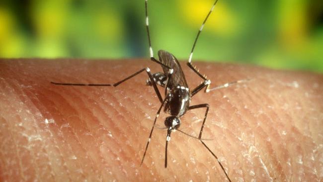 Mosquitoes can spread the virus between animals and humans.