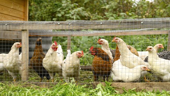 Backyard chickens remain a popular pet and livestock choice for families nationwide, a new study shows. Picture: Supplied.