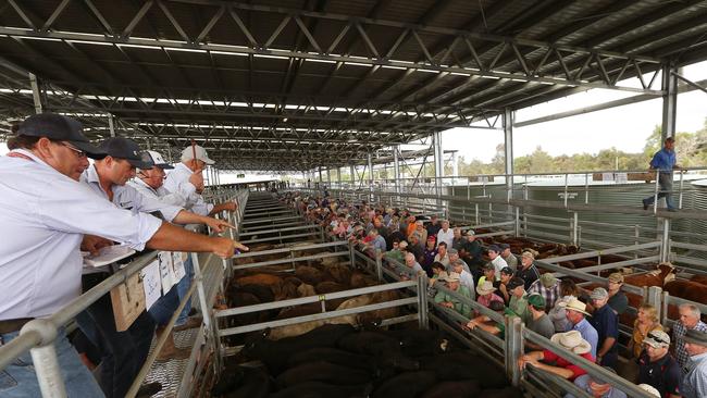 Sale Store Cattle Sale: Western District Interest 