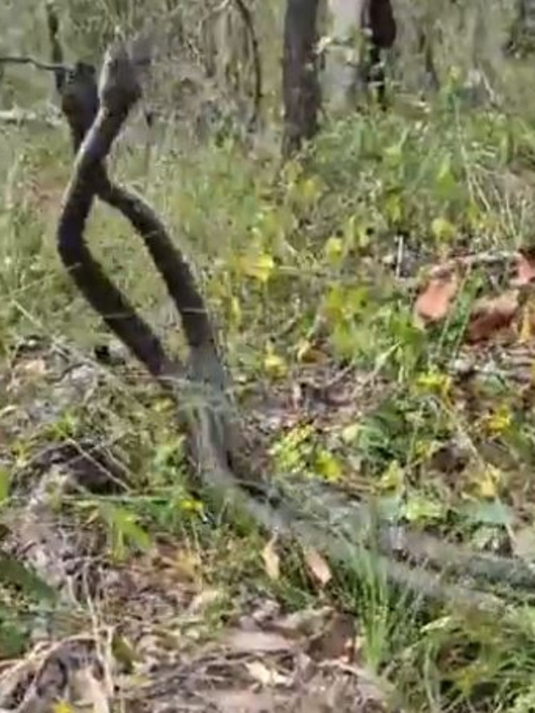 Picture: Gold Coast and Brisbane Snake Catcher