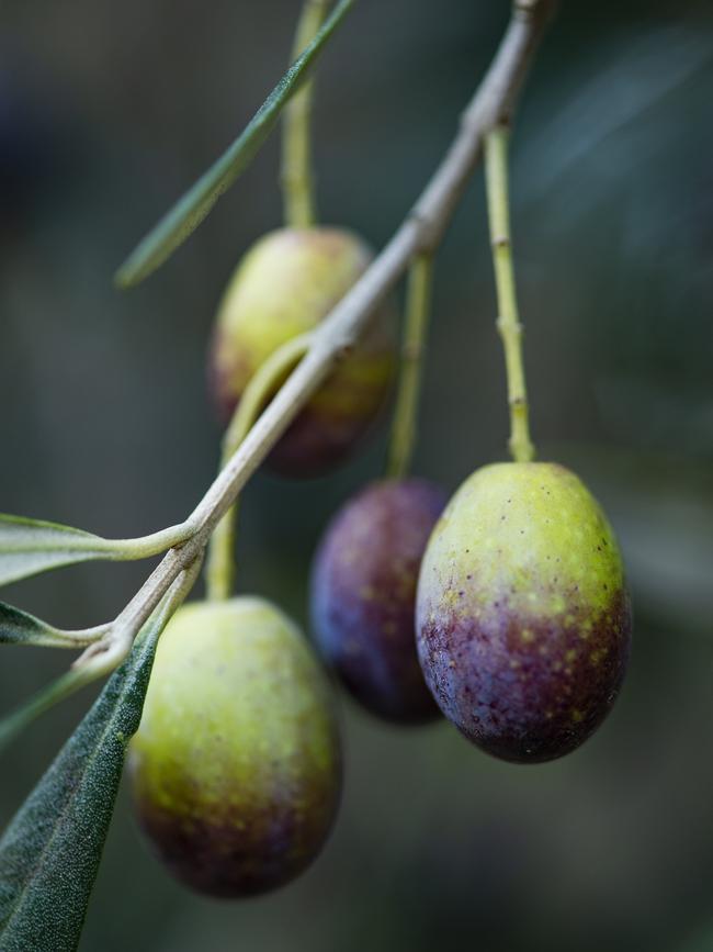 Olive oil’s benefits stem from its impressive nutrient profile. Picture: Zoe Phillips