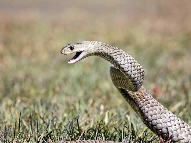 A Monto man was rushed to hospital after sustaining a snake bite to the leg. File Photo.