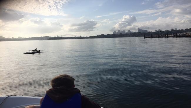 Dolphins frolic off Sydney's Cockatoo Island