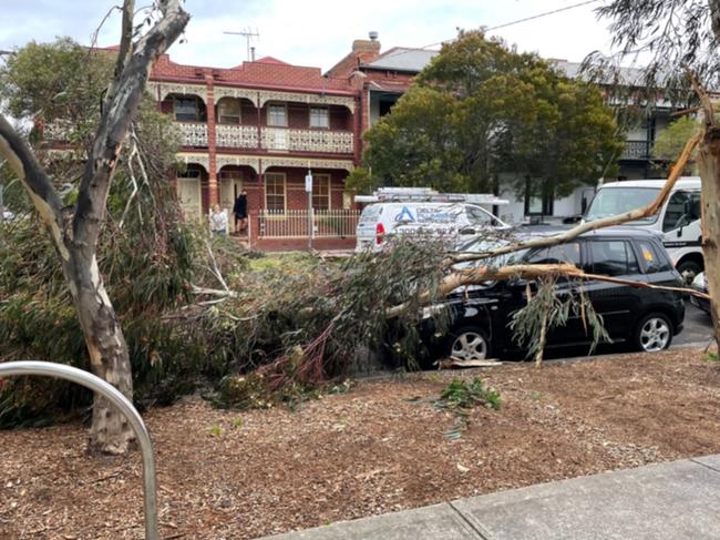 A tree on a car in Brunswick. Picture: Twitter