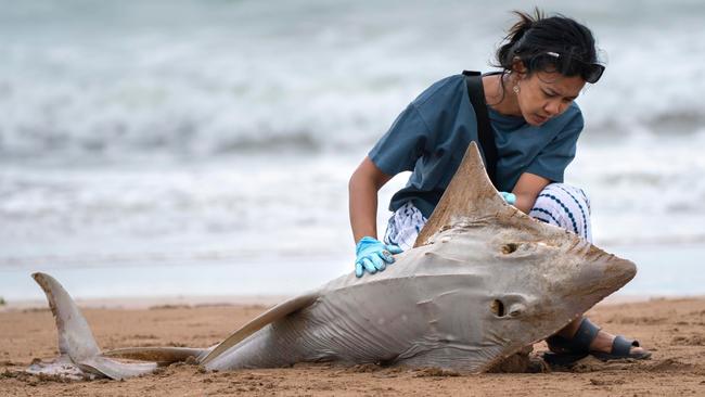 Researcher Benaya Simeon identifying the bottlenose wedgefish that washed up on Casuarina Beach. Picture: Tristans Gone Filming/Facebook.
