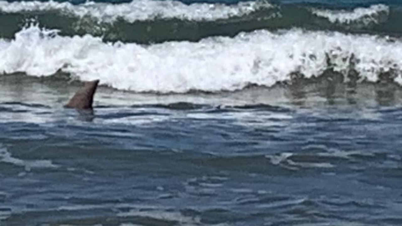 The girls took this photo of what they say was a 1.7m tiger shark in the shallows of Woodgate beach.