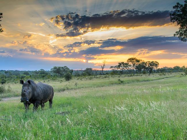 Rhino at Sabi Sabi Private Game Reserve, South Africa. Supplied pic