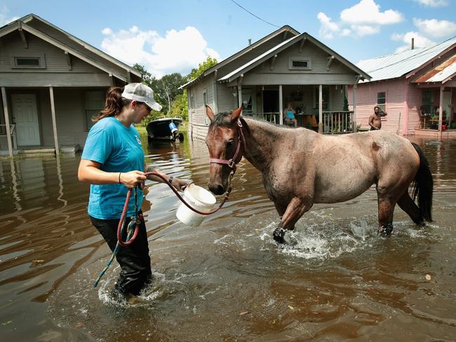 Marine veteran Megan Lowry with the Wounded Veterans of Oklahoma helps to rescue a horse from floodwater after torrential rains pounded Southeast Texas following Hurricane and Tropical Storm Harvey causing widespread flooding on September 2, 2017 in Orange, Texas. Harvey, which made landfall north of Corpus Christi August 25, has dumped nearly 50 inches of rain in and around areas Houston. Picture: AFP