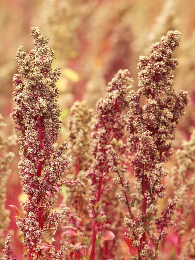 Quinoa growing at Kindred.