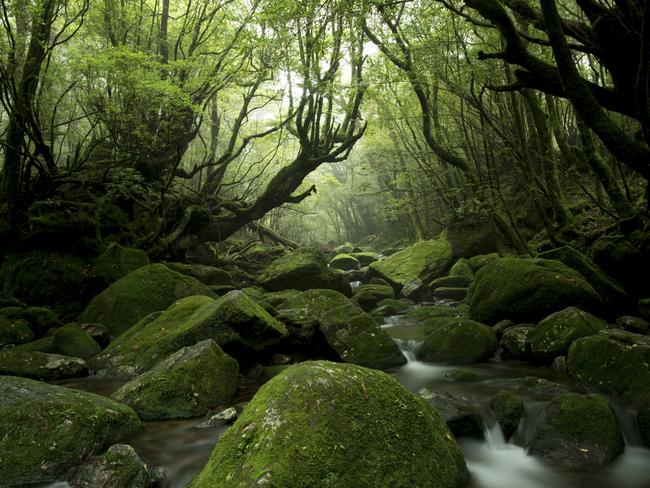Photo and caption by Tetsuya Hosokawa / National Geographic Travel Photographer of the Year Contest Moss forest. Yakushima is an island full of abundant moss and beautiful water