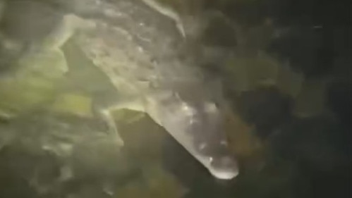 A croc estimated to be 3m long was caught on video at Fisheries Bridge in the Goldsborough Valley before flooding destroyed the bridge in December. Picture: Supplied