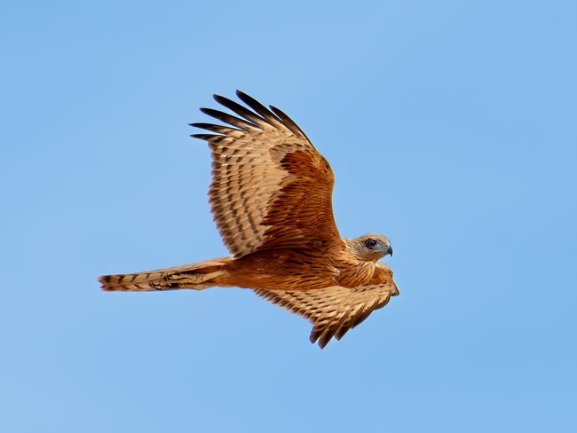 The red goshawk photographed at Newhaven Wildlife Sanctuary NT is the first confirmed record of the species in Central Australia since a handful of sightings in the mid-1990s. Picture: Tim Henderson/Australian Wildlife Conservancy.