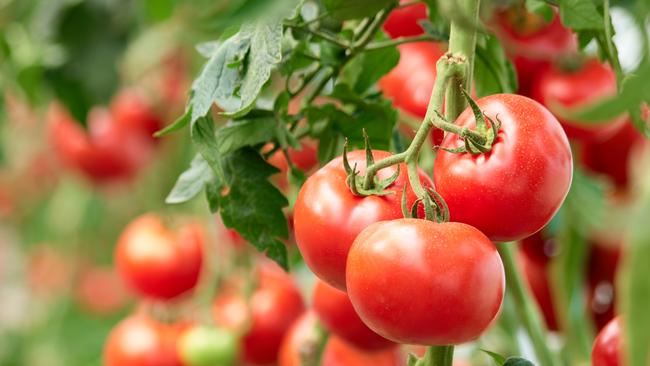 Three ripe tomatoes on green branch. Home grown tomato vegetables growing on vine in greenhouse. Autumn vegetable harvest on organic farm.