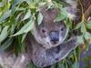 ESCAPE. FEB 2022. WILDLIFE HOTLIST. Koala sitting in a gum tree at the Port Macquarie Koala Hospital. Picture: Destination NSW