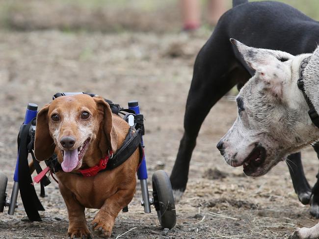 Lisa-Jayne Cameron owns a not-for-profit Storybook Farm, a hinterland haven for animals with special needs . Nanook is only new in theharness and spends stime strolling around the farm showing off her new wheels to her mates. Picture Glenn Hampson