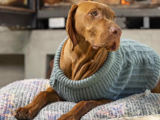 Why your pet should be rugged up for winter