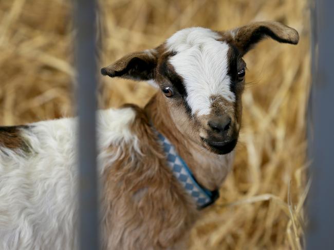 A six-week-old miniature goat called Persephone from Ellendale. Picture: SAM ROSEWARNE.