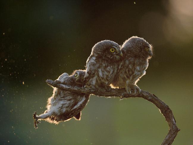 An owl struggles to keep his grip Picture: Tibor Kercz/Barcroft Images