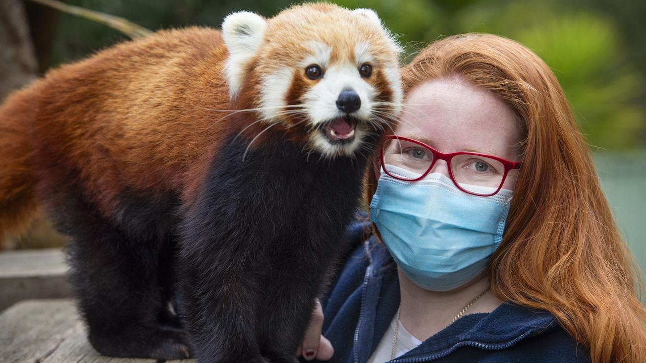 Zoo zeal: Lisa Treweek with a red panda, at Halls Gap Zoo, which is carrying out a revamp during the lockdown. Picture: Zoe Phillips