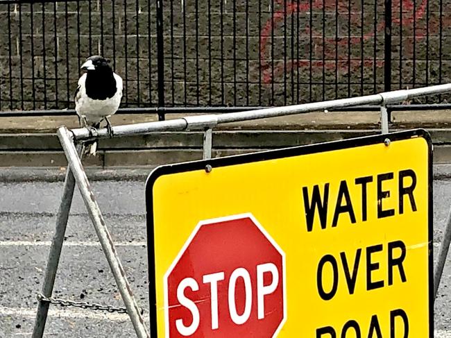 FLOOD TOURISTS: SES Lismore City Unit has called on people driving around town to look at flooding to go home as hey are impeding the flow of stopping residents and businesses trying to get their belongings to higher ground. Photo: Alison Paterson