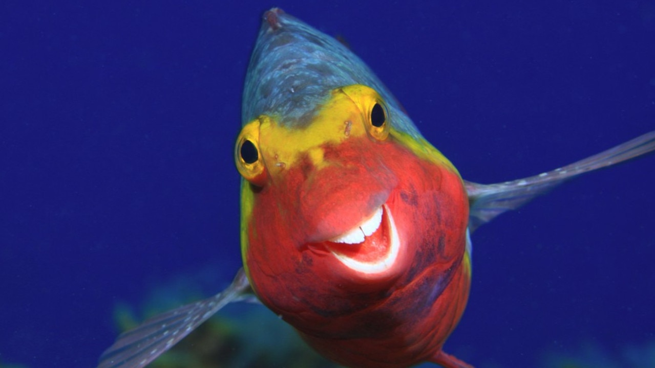 Smiley, Sparisoma cretense, El Hierro, Canary Islands. Picture: © Arthur Telle Thiemenn/Comedy Wildlife Photo Awards 2020