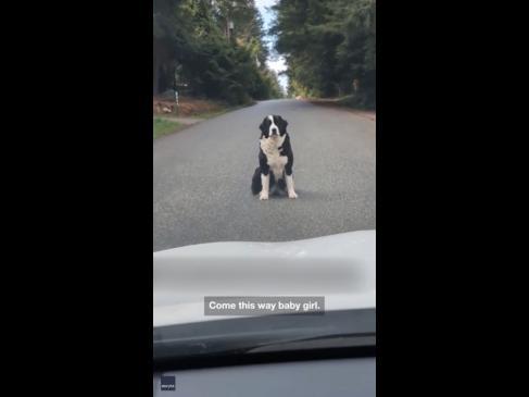 Neighbour's guard dog takes her job too seriously