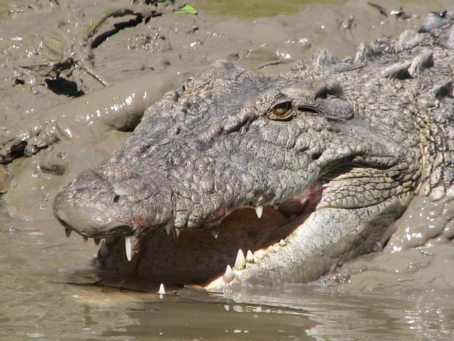 Whitsunday Crocodile Safari – Gloria the estuarine crocodile in the Proserpine River. Picture: Phil Hammond