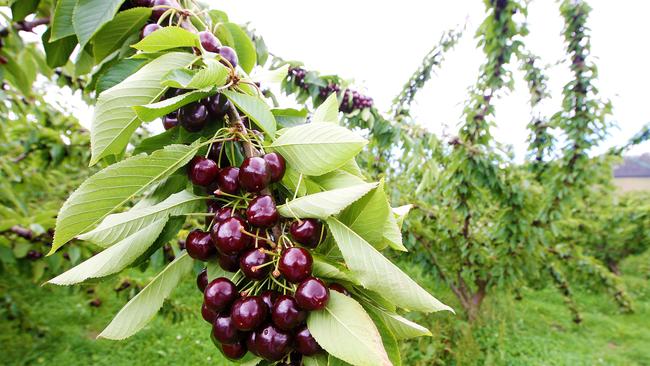 Cherrie exports from Glenburn Orchards at Cygnet are increasing to China after heavy promotion and marketing. (L-R) Cherries on the tree ready to be picked.