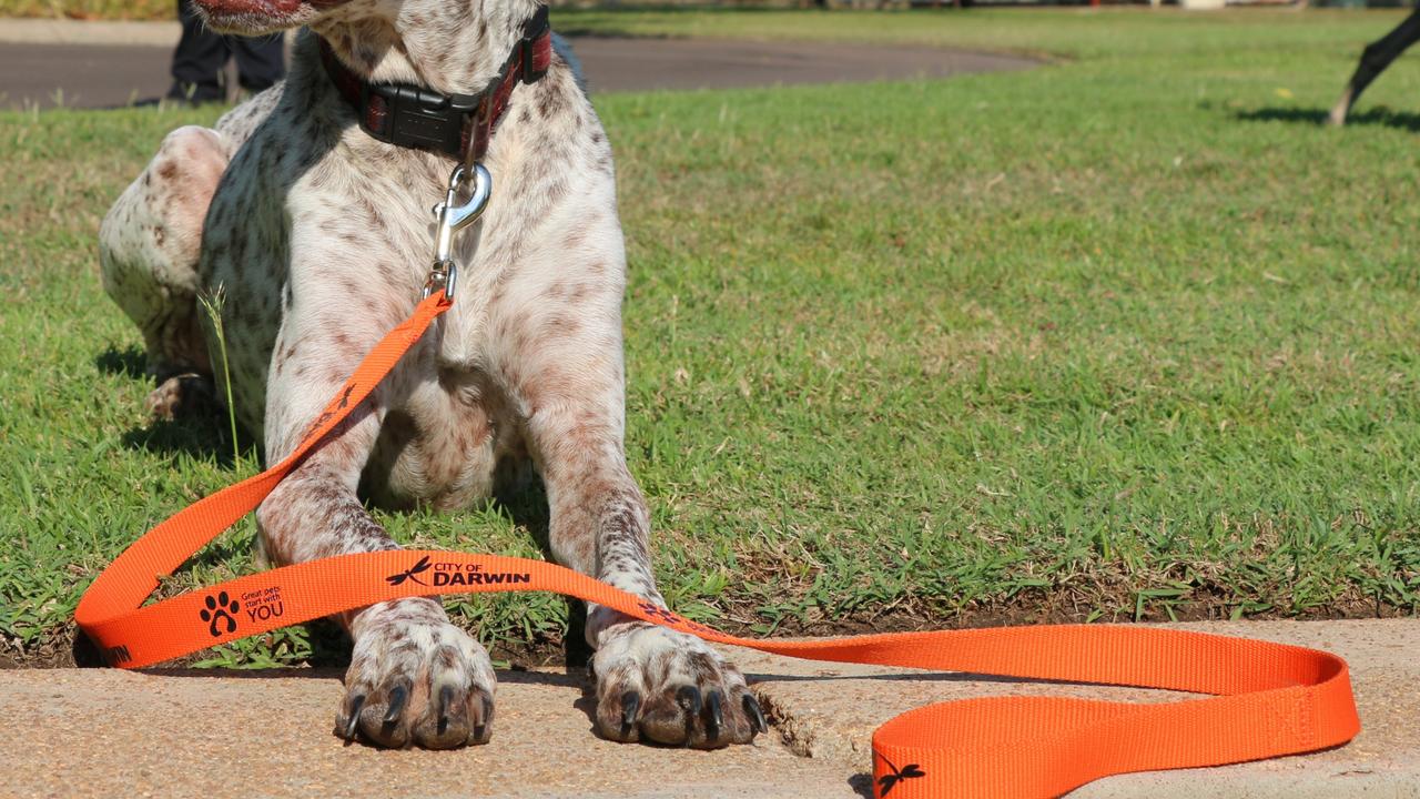 A stock photo of a City of Darwin 'Great Pets Start With You' dog leash. Picture: Supplied.