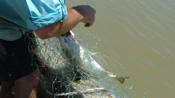 Barramundi caught in a gillnet. Picture: Supplied.