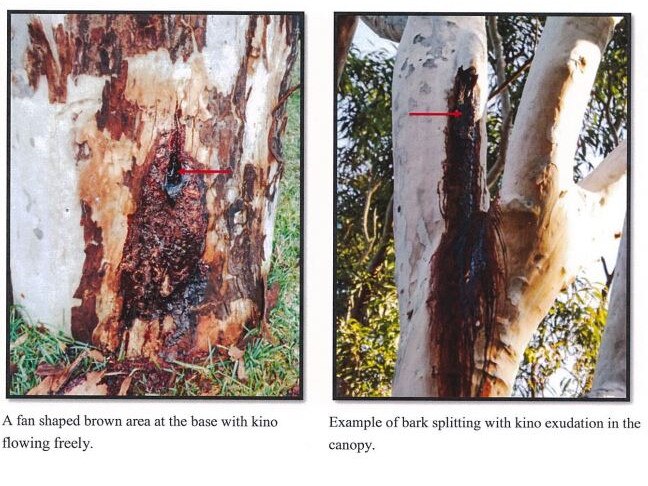 Part of the arborist report lodged to council. Picture: Supplied