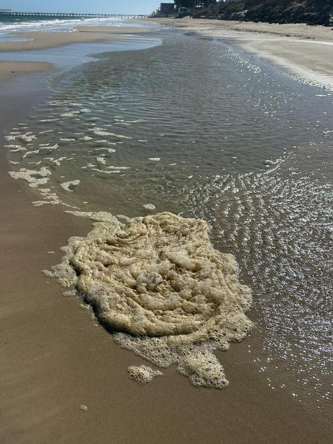 The spate of deaths has been sparked by a toxic algae bloom. Picture: Facebook