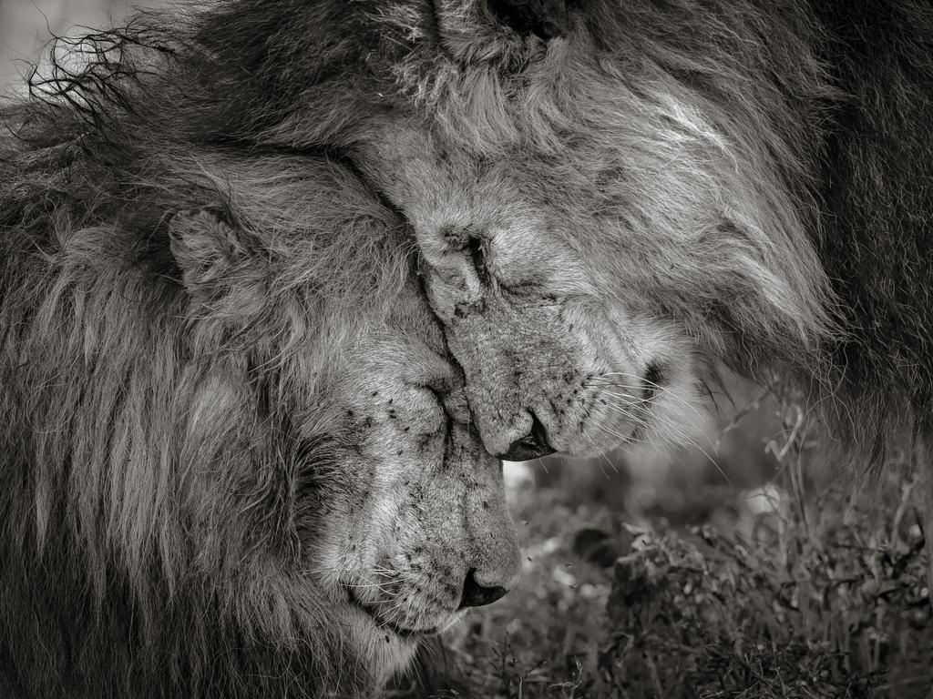 Lumix People’s Choice Award: Bond of Brothers by David Lloyd, New Zealand / UK/Wildlife Photographer of the Year 2018/Natural History Museum. These two adult males, probably brothers, greeted and rubbed faces for 30 seconds before settling down. Most people never have the opportunity to witness such animal sentience, and David was honoured to have experienced and captured such a moment.