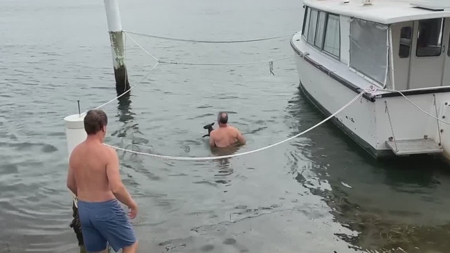 The wallaby is finally caught. Picture: Central Coast Ferries