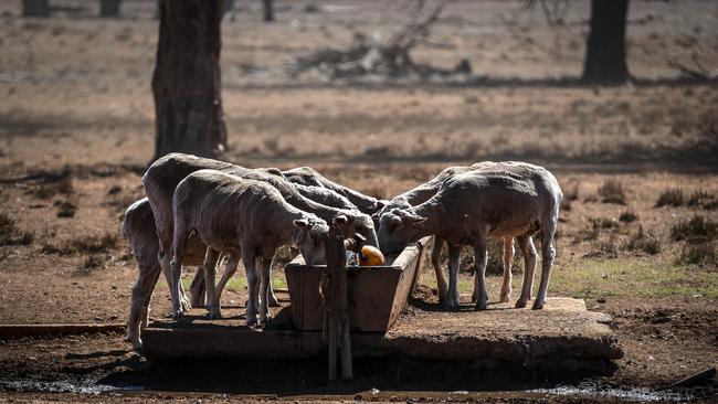 Sheep drink from a water trough on a drought affected farm.