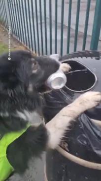 Clever dog picks up rubbish and puts it in a bin