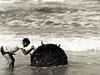  News/war/property 15/3/1966 A barnacle-encrusted German wartime mine that drifted ashore at Surfers Paradise is checked by L...