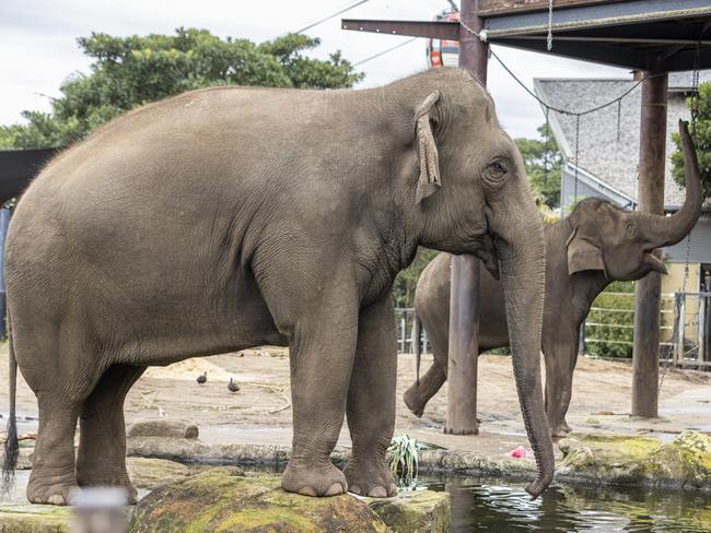 Taronga Sydney farewells iconic animal