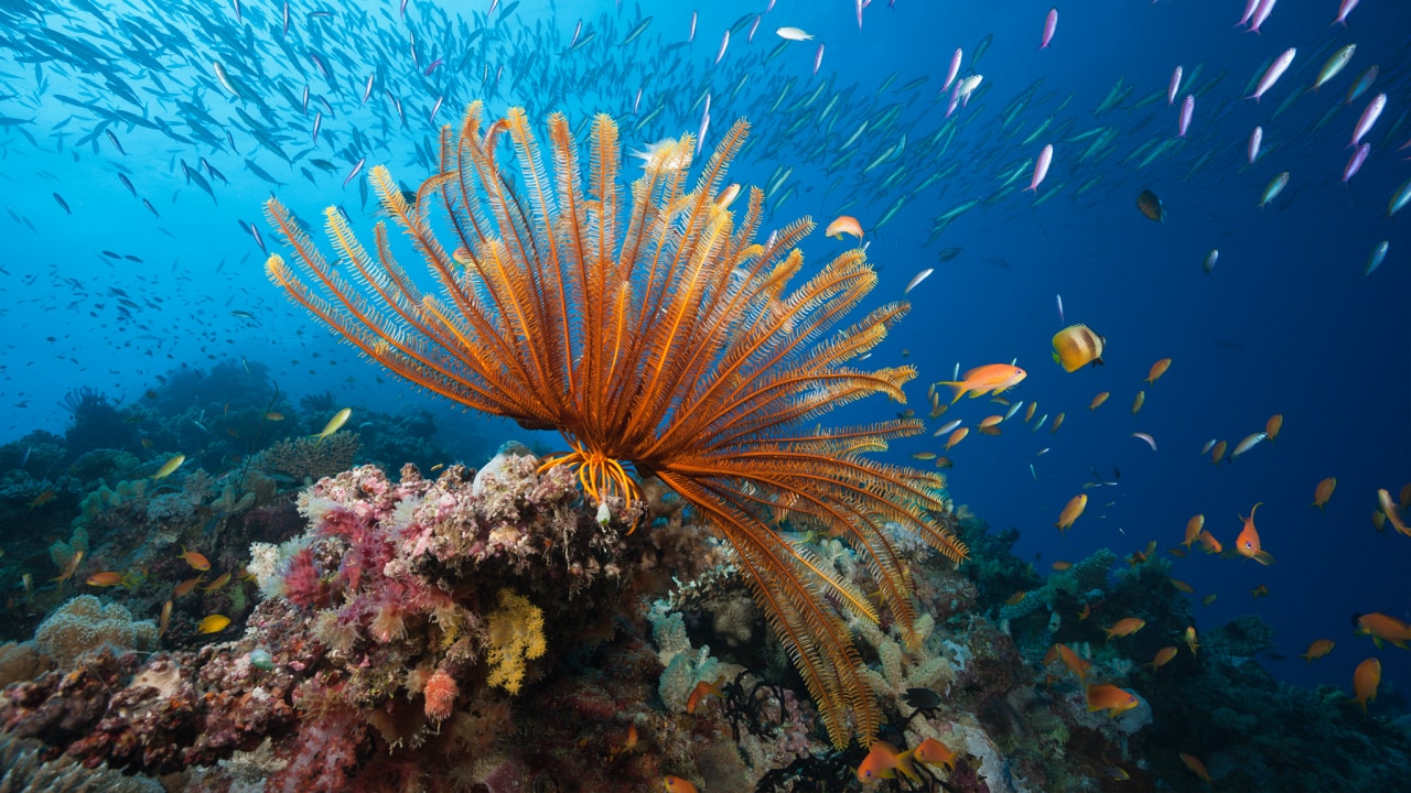 Record Coral Cover For Great Barrier Reef: Australian Institute Of ...