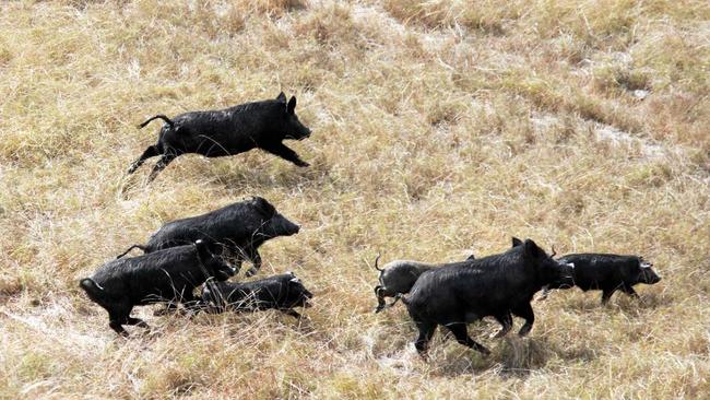 Feral pigs. Picture: Daniel Burdon