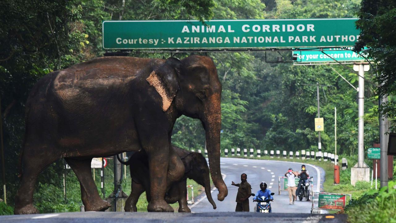 A herd of wild elephants crosses National Highway at Kaziranga National Park. Picture: AFP