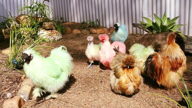 Some of Oakvale Wildlife Park's silkie chickens. Picture: Oakvale Wildlife Park's Facebook page.