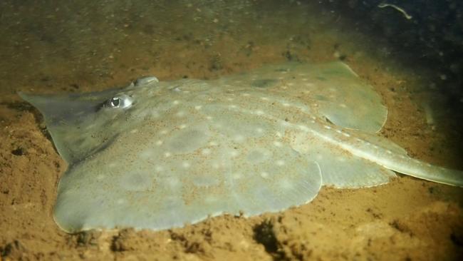 A maugean skate in Macquarie Harbour.