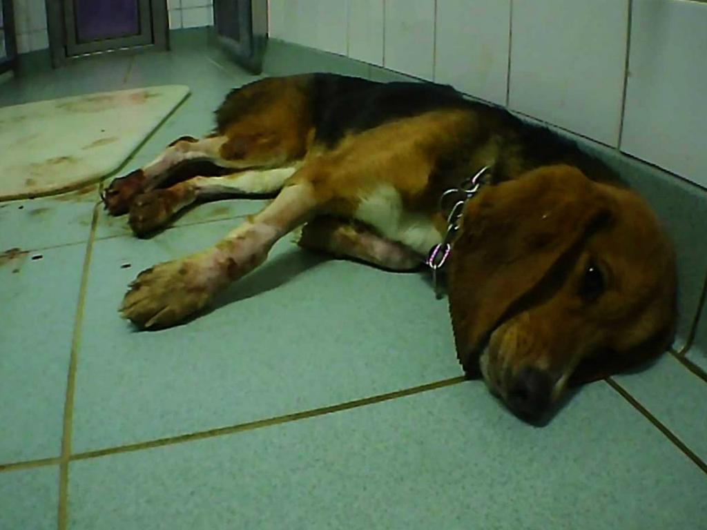 Another poor dog. Picture: Cruelty Free International/Newsflash/australscope