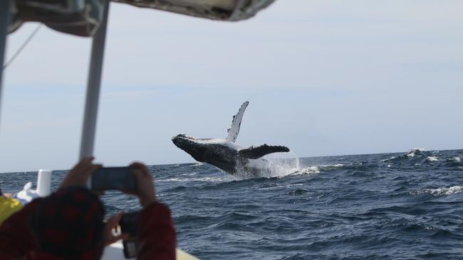 Pennicott Wilderness Journeys guests capture photos of a breaching humpback whale near Cape Hauy. Picture: Tim Cunningham