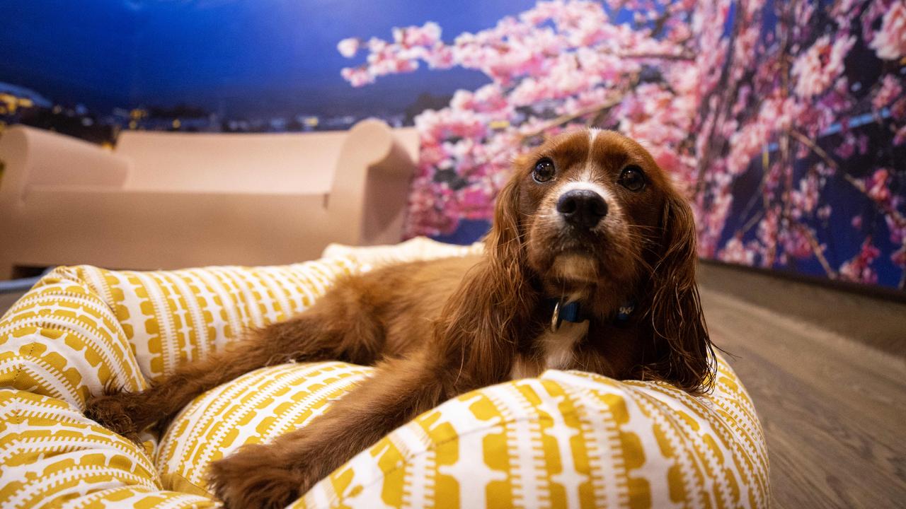 Milo the King Charles Cavalier enjoying a stay in the Mount Fuji estimation suite at the Pet Resorts Australia facility at Eumundi. Picture Lachie Millard