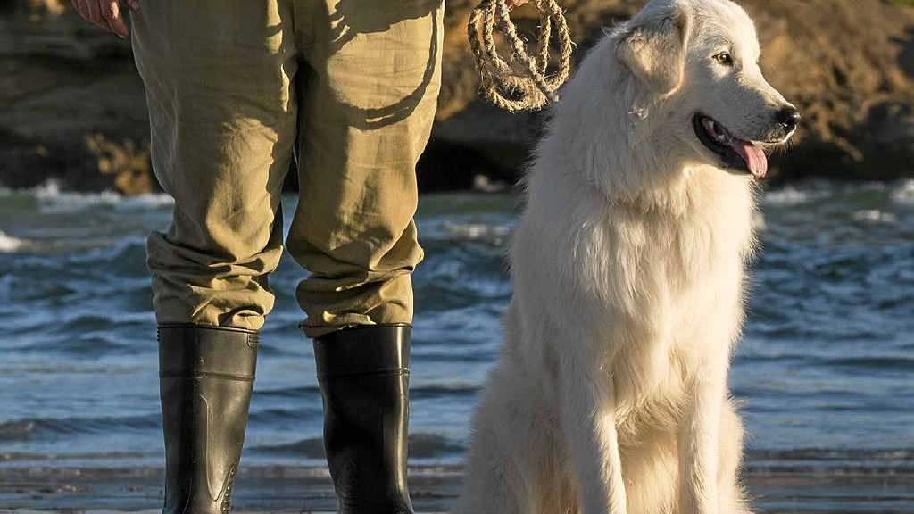 Maremma dog hot sale price