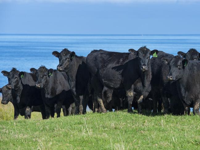 Angus Cattle at Phillip Island. Controlling the methane output of livestock will be a key way to bring down emissions in the agricultural sector. Picture: Zoe Phillips